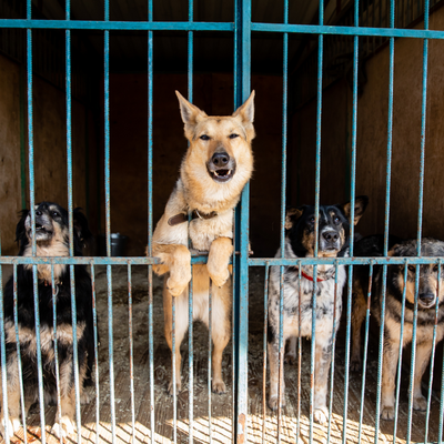 Il Mercato di Beriman: Una Speranza per i Diritti degli Animali in Indonesia