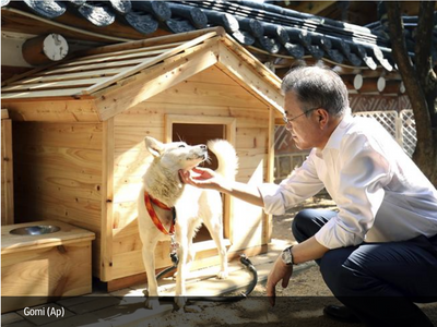 I cani Gomi e Songgang, regalo di 'pace' di Kim Jong-un, al centro di una bega politica in Corea del Sud