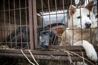 Corea del sud: i giovani si sentono spinti dagli anziani a mangiare carne di cane